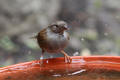 Dunnock