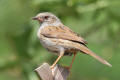 Dunnock image from gardenbirdwatching.com