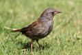 Dunnock