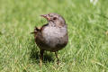 Dunnock