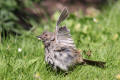 Dunnock