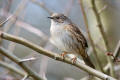 Dunnock