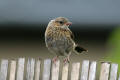 Dunnock