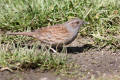 Dunnock