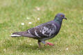 Feral Pigeon