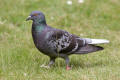 Feral Pigeon