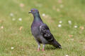 Feral Pigeon