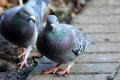 Feral Pigeon