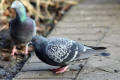 Feral Pigeon