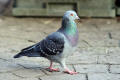 Feral Pigeon