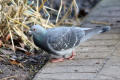 Feral Pigeon