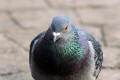 Feral Pigeon