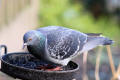 Feral Pigeon