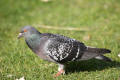 Feral Pigeon