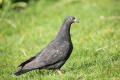 Feral Pigeon