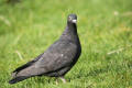 Feral Pigeon