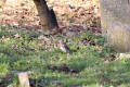 Fieldfare