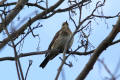 Fieldfare