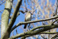 Fieldfare