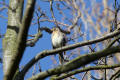 Fieldfare