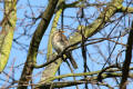 Fieldfare