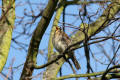 Fieldfare