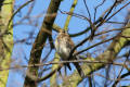 Fieldfare