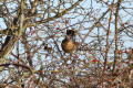 Fieldfare