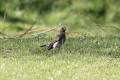 Fieldfare