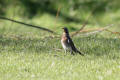 Fieldfare