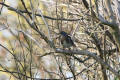 Fieldfare