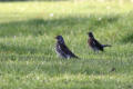 Fieldfare