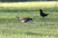 Fieldfare