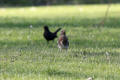 Fieldfare