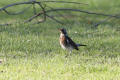 Fieldfare