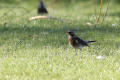 Fieldfare