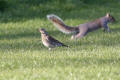 Fieldfare