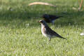 Fieldfare