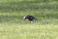 Fieldfare