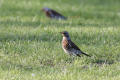 Fieldfare