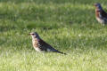 Fieldfare