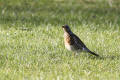 Fieldfare