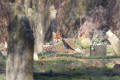 Fieldfare