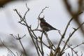 Fieldfare