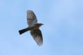 Fieldfare