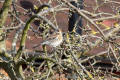 Fieldfare