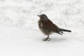 Fieldfare