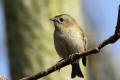 Goldcrest