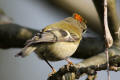 Goldcrest