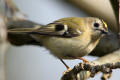 Goldcrest